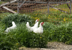 Økologiske høner i grønne omgivelser hos Fagervik Egg – produsent med Dyrevernmerket