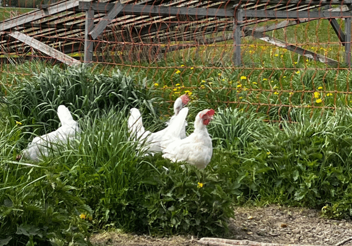 Egg Økologiske høner i grønne omgivelser hos Fagervik Egg – produsent med Dyrevernmerket
