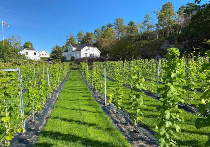 Tjome_vingard Foto: Anniken Rasch