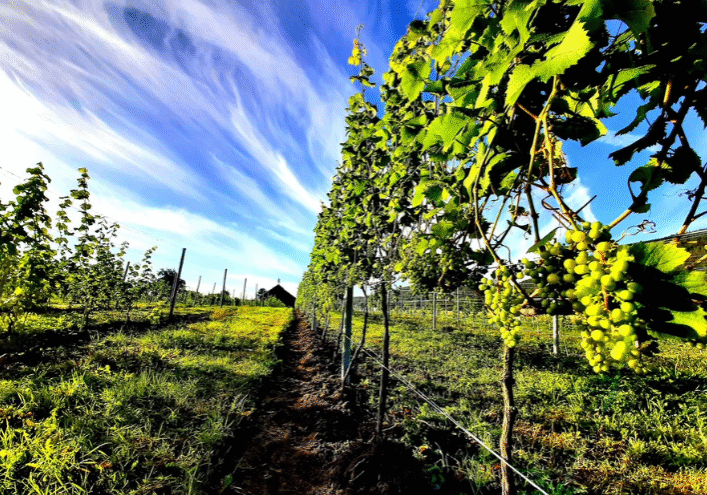 Ve Gård i Sande – vinranker som danner grunnlaget for gårdens egen vinproduksjon.