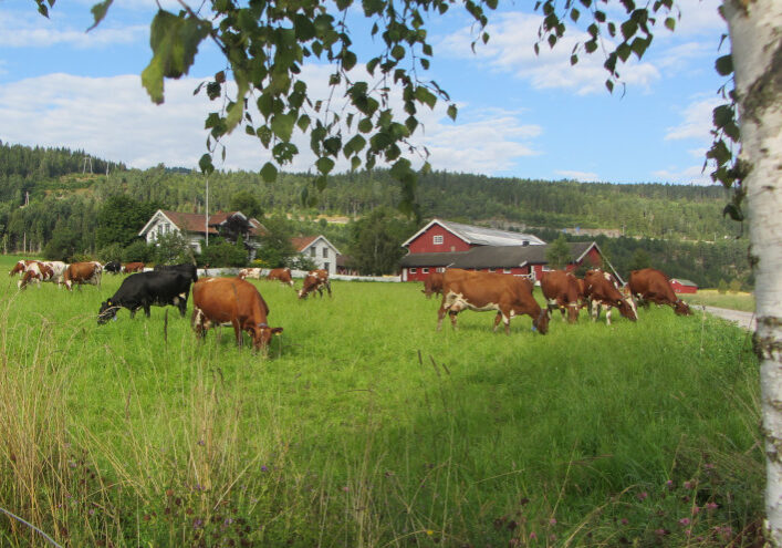 Vestre-Teien-Hans Kristian Teien